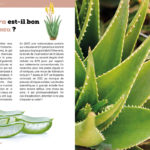 L’Aloe vera est-il bon pour la peau ?