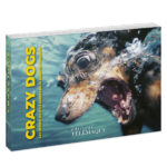 Couverture en volume de Crazy dogs