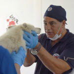 Photo d'Amir Khalil prenant soin d'un ours polaire blessé